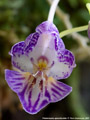 Photo : Phalaenopsis appendiculata