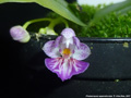 Photo : Phalaenopsis appendiculata