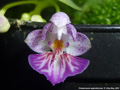Photo : Phalaenopsis appendiculata