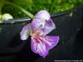 Photo : Phalaenopsis appendiculata
