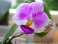 Photo : Phalaenopsis Pornwalee Jongdamkerng