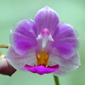 Photo : Chantawisurt Orchids