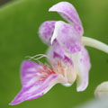 Photo : Lee Fook Yew / The Orchid Place, Singapore
