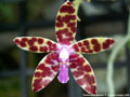 Photo : Phalaenopsis bastianii
