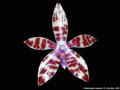 Photo : Phalaenopsis bastianii