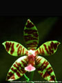 Photo : Phalaenopsis Billie Lawson