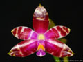 Photo : Phalaenopsis bastianii