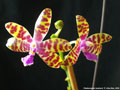 Photo : Phalaenopsis bastianii
