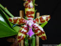 Photo : Phalaenopsis bastianii