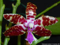 Photo : Phalaenopsis bastianii