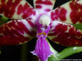 Photo : Phalaenopsis bastianii