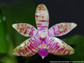 Photo : Phalaenopsis Marc René Vedder