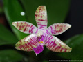 Photo : Phalaenopsis Marc René Vedder