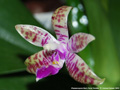 Photo : Phalaenopsis Marc René Vedder