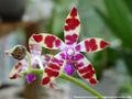 Photo : Phalaenopsis Lovely Marie