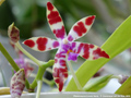 Photo : Phalaenopsis Lovely Marie