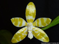 Photo : Phalaenopsis bastianii