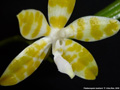 Photo : Phalaenopsis bastianii