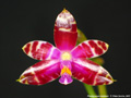 Photo : Phalaenopsis bastianii