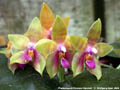 Photo : Phalaenopsis Guadalupe Pineda