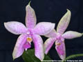 Photo : Phalaenopsis Martina Lippold