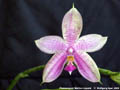 Photo : Phalaenopsis Martina Lippold