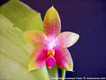 Photo : Phalaenopsis Guadalupe Pineda