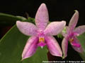 Photo : Phalaenopsis Martina Lippold