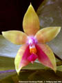 Photo : Phalaenopsis Guadalupe Pineda