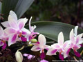 Photo : Phalaenopsis K S Mini Tris