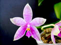 Photo : Phalaenopsis Martina Lippold
