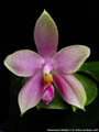 Photo : Phalaenopsis Tetra Bell