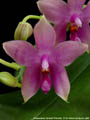 Photo : Phalaenopsis Tetra Bell