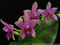 Photo : Phalaenopsis Tetra Bell