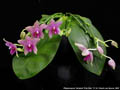 Photo : Phalaenopsis Tetra Bell