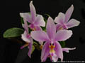 Photo : Phalaenopsis Amabell