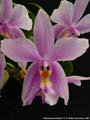 Photo : Phalaenopsis Amabell