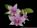 Photo : Phalaenopsis Aphrodite's Bell