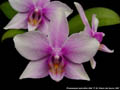 Photo : Phalaenopsis Aphrodite's Bell