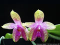 Photo : Phalaenopsis Gigabell