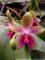 Photo : Phalaenopsis Gigabell