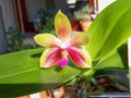 Photo : Phalaenopsis Cecile