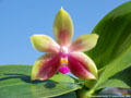 Photo : Phalaenopsis Cecile