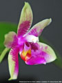 Photo : Phalaenopsis Borneo Belle