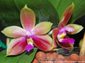 Photo : Phalaenopsis Cecile