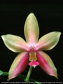 Photo : Phalaenopsis Fascilina