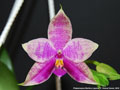 Photo : Phalaenopsis Martina Lippold