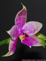 Photo : Phalaenopsis Martina Lippold