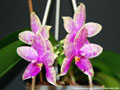 Photo : Phalaenopsis Martina Lippold