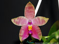 Photo : Phalaenopsis Guadalupe Pineda